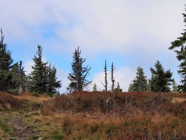 Stevige Bergweg Door Een Weiland Een Heuvelrug Met Bomen Achtergrond — Stockfoto