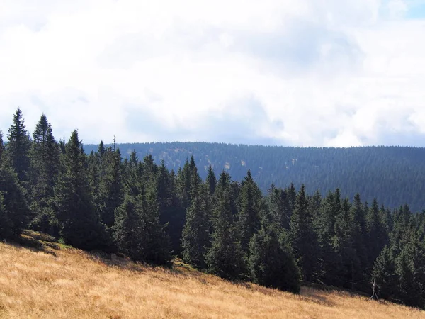 Vista Montaña Con Prado Primer Plano Bosques Día Soleado Montañas — Foto de Stock