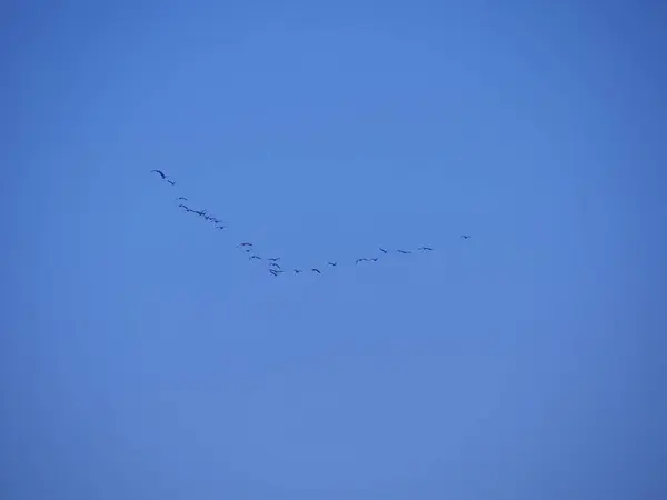 Flock Flying Black Big Birds Shape Letter Beautiful Blue Sky — Stock Photo, Image