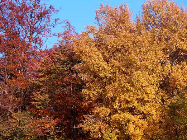 Outono Natureza Árvores Cor Com Folhas Amarelas Vermelhas Fundo Verde — Fotografia de Stock
