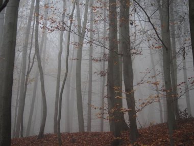 Kasım öğleden sonra, beyaz sisli havada, kuru havada kale parkında yürüyüş, gölün etrafında gri öğleden sonra ağaçlar, Radun kalesi, Çek Cumhuriyeti, arka plan
