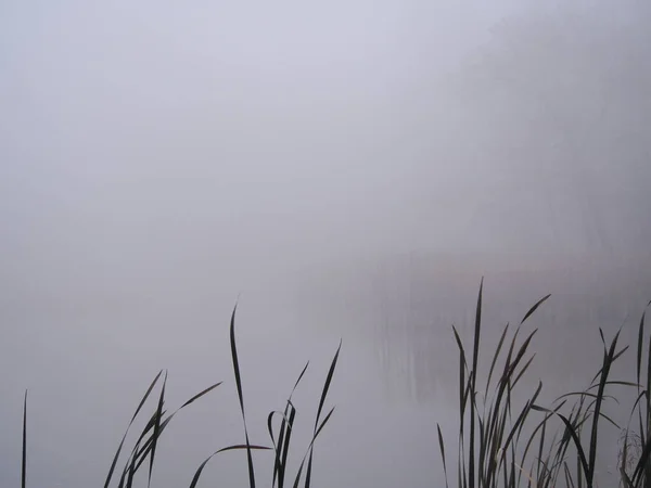 Novembre Après Midi Dans Brouillard Blanc Épais Promenade Dans Parc — Photo