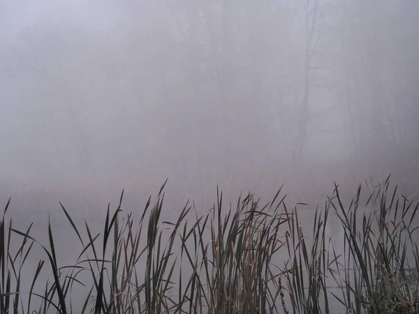 Novembre Après Midi Dans Brouillard Blanc Épais Promenade Dans Parc — Photo
