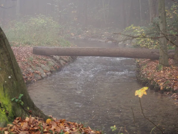 Νοέμβριος Απόγευμα Λευκό Πυκνή Ομίχλη Πόδια Στο Πάρκο Δάσος Κάστρο — Φωτογραφία Αρχείου