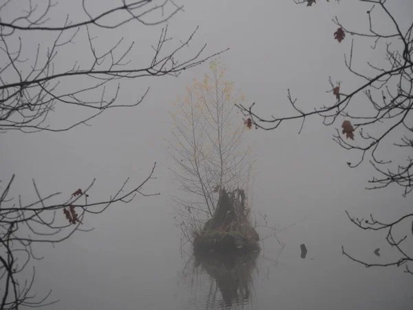 Tarde Noviembre Niebla Gruesa Blanca Caminar Parque Del Bosque Castillo — Foto de Stock