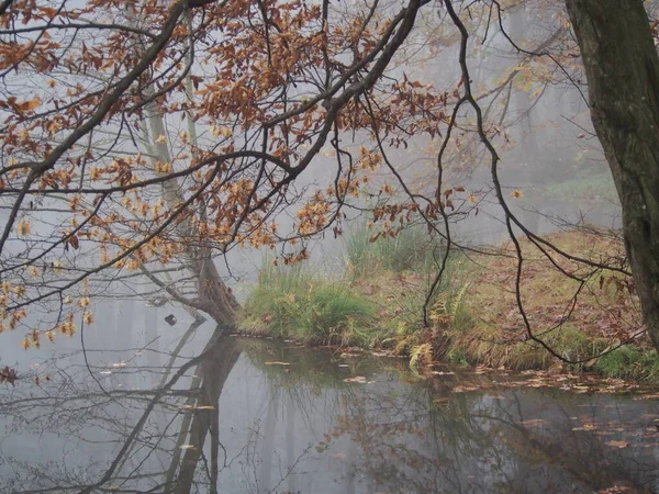 Ноябрьский День Белом Густом Тумане Прогулка Лесном Парке Замка Сухую — стоковое фото
