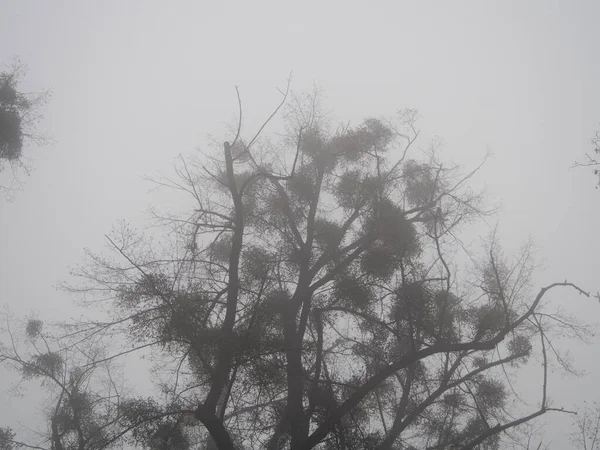 Tarde Noviembre Niebla Gruesa Blanca Caminar Parque Del Bosque Castillo —  Fotos de Stock