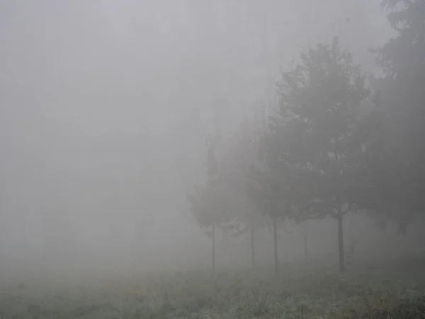 Novembernachmittag Weißen Dichten Nebel Spaziergang Burgwaldpark Bei Trockenem Wetter Bäume — Stockfoto