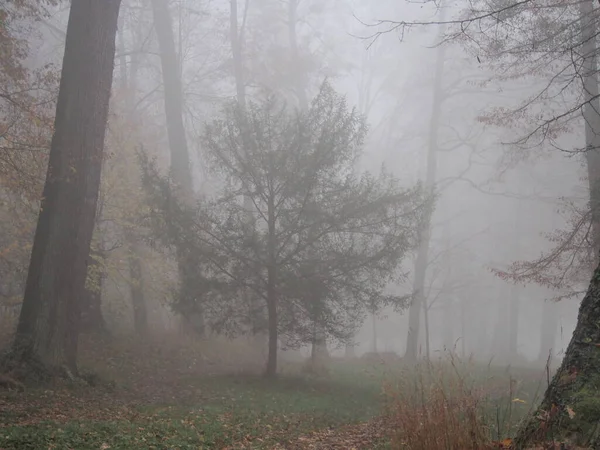 Après Midi Novembre Dans Brouillard Blanc Épais Promenade Dans Parc — Photo