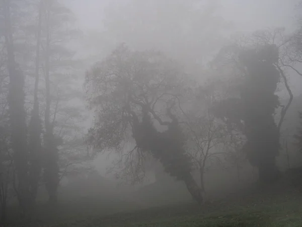 Tarde Noviembre Niebla Gruesa Blanca Caminar Parque Del Bosque Castillo —  Fotos de Stock