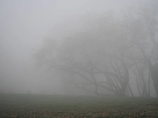 Après Midi Novembre Dans Brouillard Blanc Épais Promenade Dans Parc — Photo