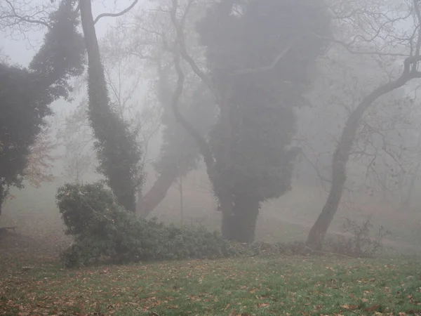 Après Midi Novembre Dans Brouillard Blanc Épais Promenade Dans Parc — Photo