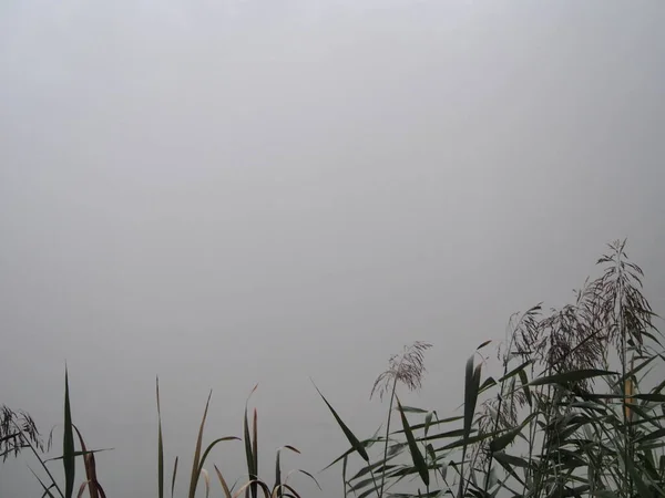 Novembre Après Midi Dans Brouillard Blanc Épais Promenade Dans Parc — Photo