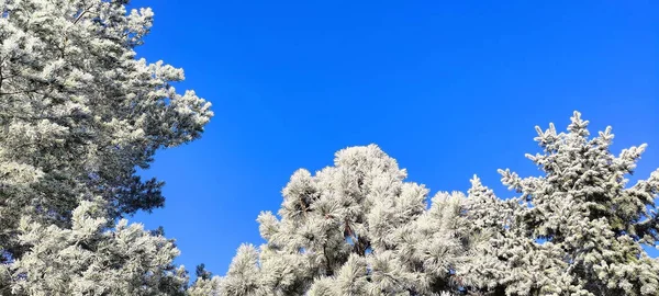 winter tree branches with white icing, blue sky, december morning frosts in nature, garden in winter, background, wallpaper