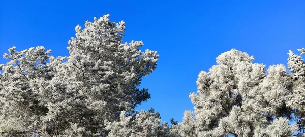 Rami Alberi Invernali Con Glassa Bianca Cielo Blu Dicembre Mattina — Foto Stock