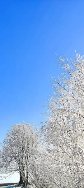 Galhos Árvores Inverno Com Gelo Branco Céu Azul Geadas Manhã — Fotografia de Stock