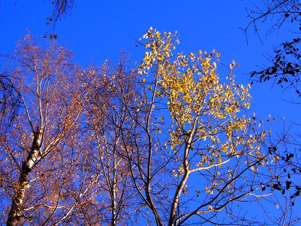 Herbstnachmittag Wald Fallendes Laub Von Den Bäumen Sonniger Kalter Tag — Stockfoto