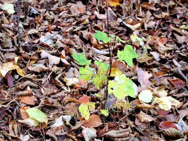 Herbstnachmittag Wald Fallendes Laub Von Den Bäumen Sonniger Kalter Tag — Stockfoto