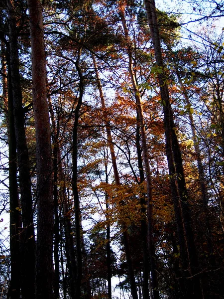 Tarde Outono Floresta Folhas Caindo Das Árvores Dia Frio Ensolarado — Fotografia de Stock