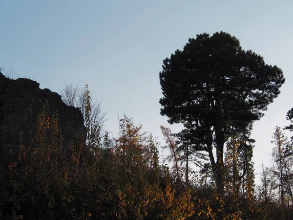 Őszi Délután Erdőben Lehulló Levelek Fák Napos Hideg Nap Vad — Stock Fotó