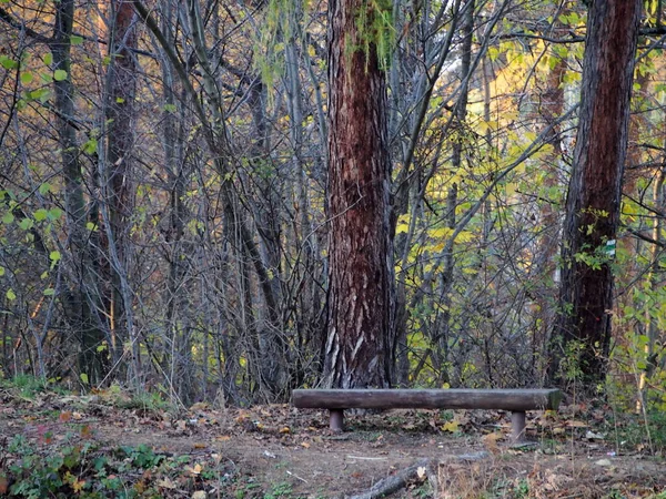 Podzimní Odpoledne Lese Padající Listí Stromů Slunečný Chladný Den Divoká — Stock fotografie