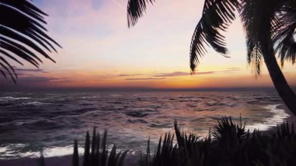 Una playa con una palmera — Vídeos de Stock