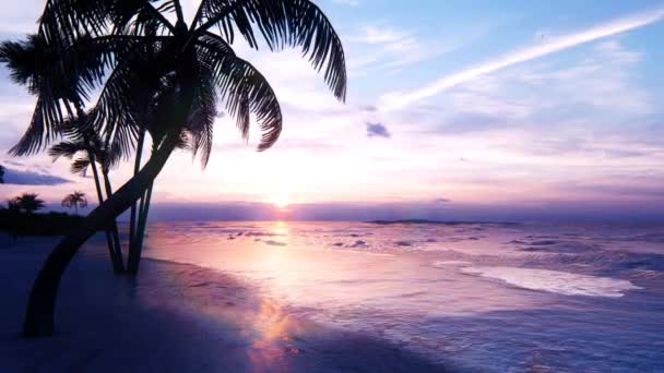 Een strand met een palmboom — Stockvideo