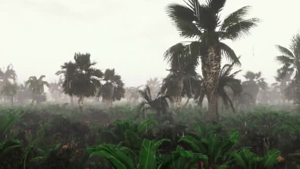 棕榈树前的一棵树 — 图库视频影像