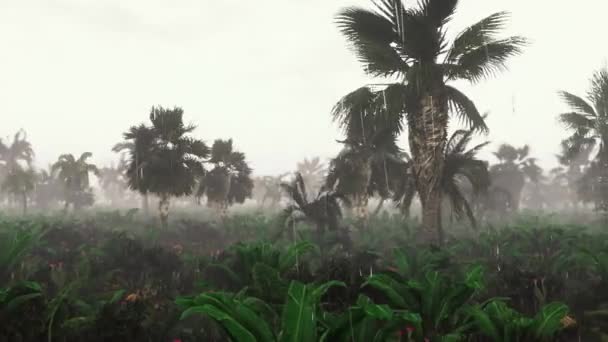 Un árbol frente a una palmera — Vídeos de Stock