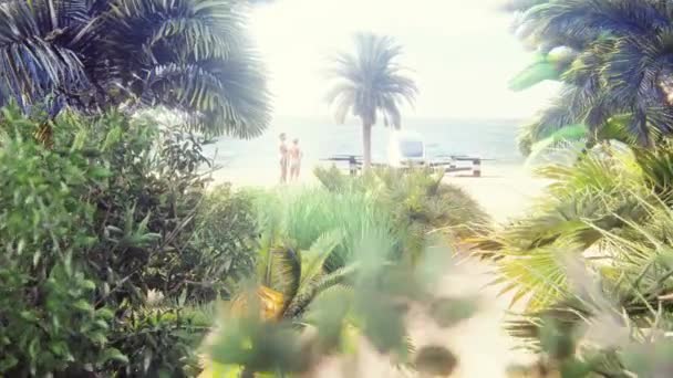 En grupp palmer bredvid ett träd — Stockvideo