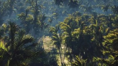 Hurda bir tank ormanın içinde palmiye ağaçları ve tropikal bitki örtüsünün ortasında yatıyor.