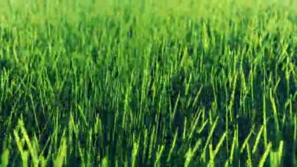A tall green grass — Stock Video