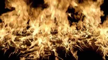 Bir köpeğin yakın çekimi.