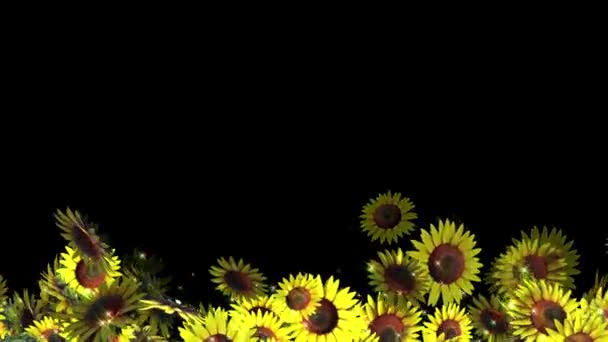 En närbild av en blomma — Stockvideo