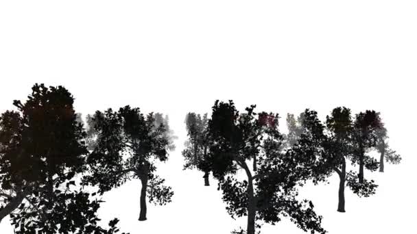 En närbild av ett träd — Stockvideo