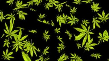 Bir çiçeğe yakın çekim