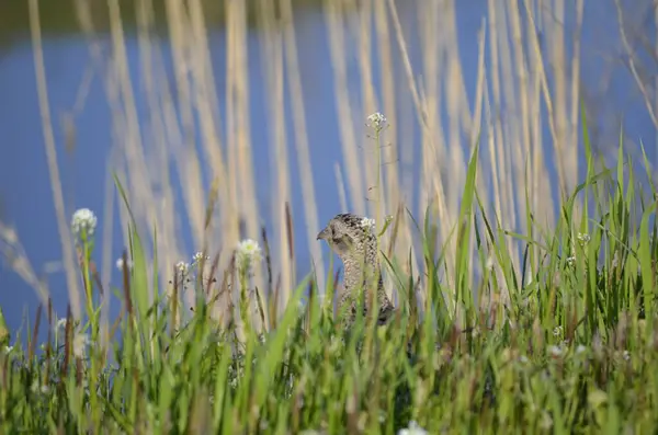 Scrofa Cervo Estate Vicino Alla Foresta — Foto Stock