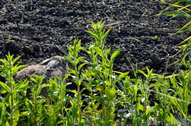      deer sow summer near the forest