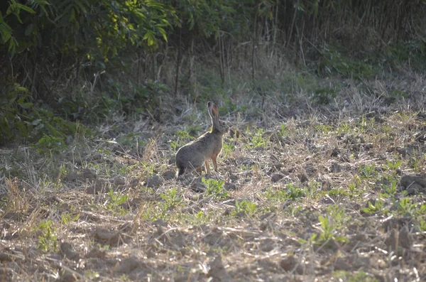 Ormanda tavşan var. 