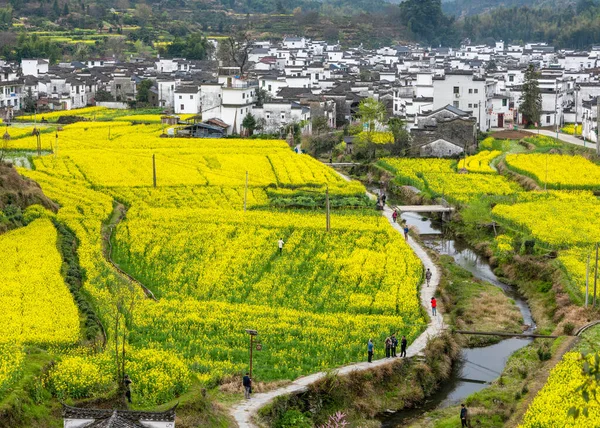 İlkbaharda, Çin 'in Jiangxi Eyaleti' nin Wuyuan kentinin kırsal arazisi teraslı yamaçların tepesinde çiçek açan kolza çiçeği manzarası..