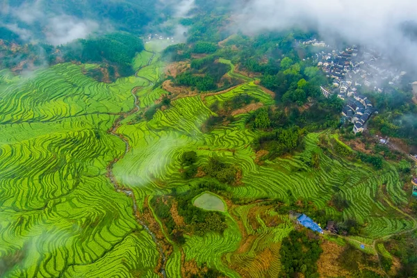 İlkbaharda, Çin 'in Jiangxi Eyaleti' nin Wuyuan kentinin kırsal arazisi teraslı yamaçların tepesinde çiçek açan kolza çiçeği manzarası..