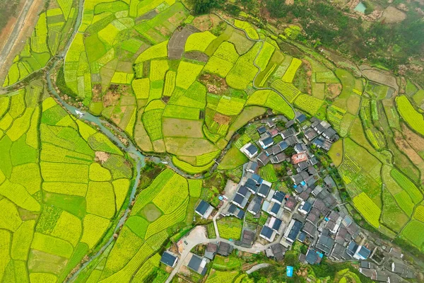 İlkbaharda, Çin 'in Jiangxi Eyaleti' nin Wuyuan kentinin kırsal arazisi teraslı yamaçların tepesinde çiçek açan kolza çiçeği manzarası..