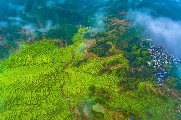 İlkbaharda, Çin 'in Jiangxi Eyaleti' nin Wuyuan kentinin kırsal arazisi teraslı yamaçların tepesinde çiçek açan kolza çiçeği manzarası..