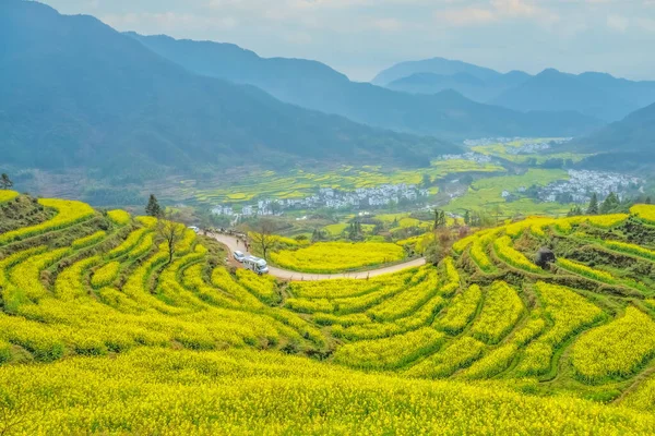 İlkbaharda, Çin 'in Jiangxi Eyaleti' nin Wuyuan kentinin kırsal arazisi teraslı yamaçların tepesinde çiçek açan kolza çiçeği manzarası..