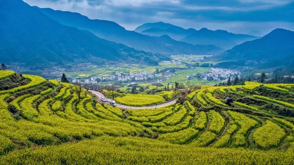 İlkbaharda, Çin 'in Jiangxi Eyaleti' nin Wuyuan kentinin kırsal arazisi teraslı yamaçların tepesinde çiçek açan kolza çiçeği manzarası..