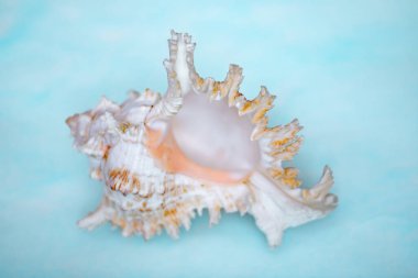 Mavi arka planda deniz kabuğunu aç. Kenarları desenli bir deniz tarağı evi. Beyaz ve kahverengi kabuklu. Denizden bir hatıra..