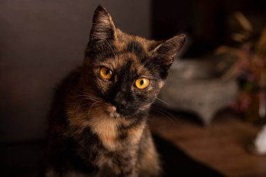 Kahverengi arka planda parlak sarı gözlü bir kedi.