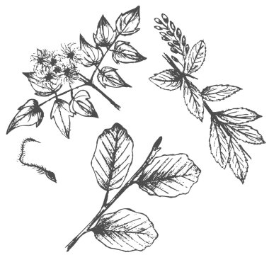 Set of hand drawn plants isolated on white clipart