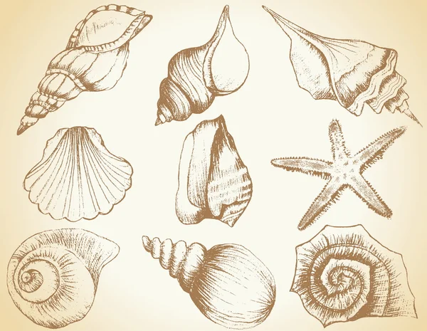 Colección dibujada a mano de varias ilustraciones de concha marina aisladas — Archivo Imágenes Vectoriales