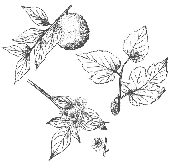 Conjunto de plantas desenhadas à mão isoladas sobre branco — Vetor de Stock